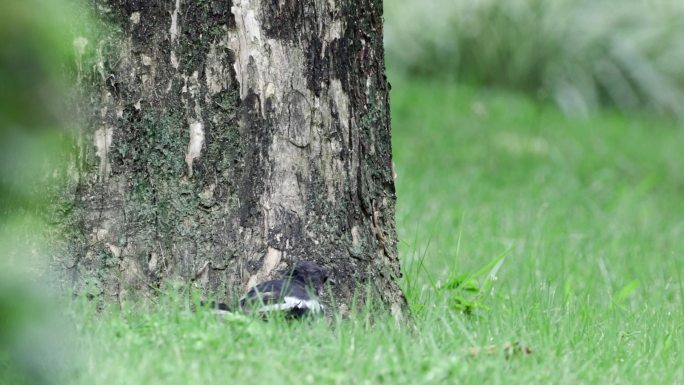 鹊鸲一家在草地上嬉戏、觅食和捉迷藏