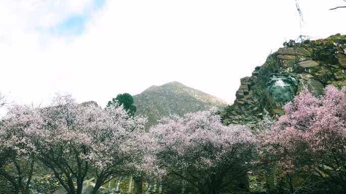 西藏桃花 漫步桃花中 度假 踏春去看桃花