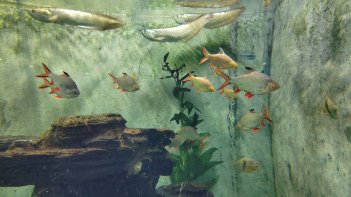 上海动物园里的水族馆