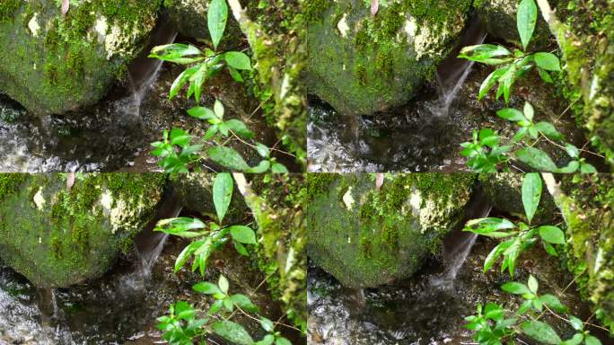 森林流水大自然小溪水瀑布山涧水源泉水山水