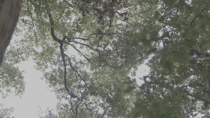 4K拍摄千年古树参天大树