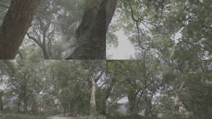 4K拍摄千年古树参天大树