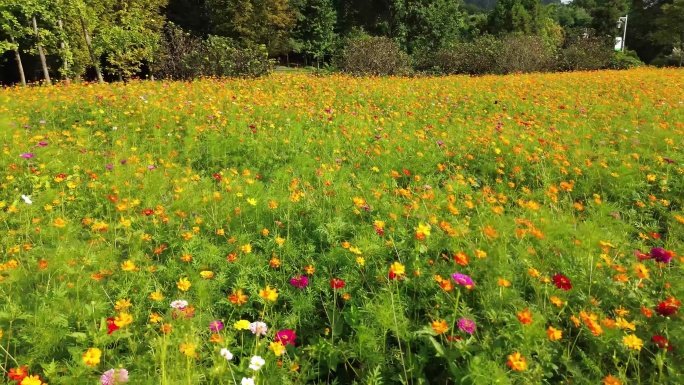 4K航拍野菊花海 游客赏花