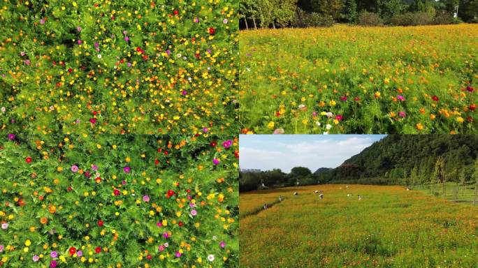 4K航拍野菊花海 游客赏花