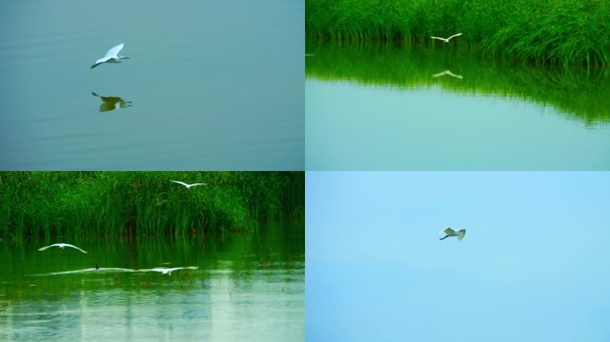 白鹭在水面飞翔 飞鸟倒影