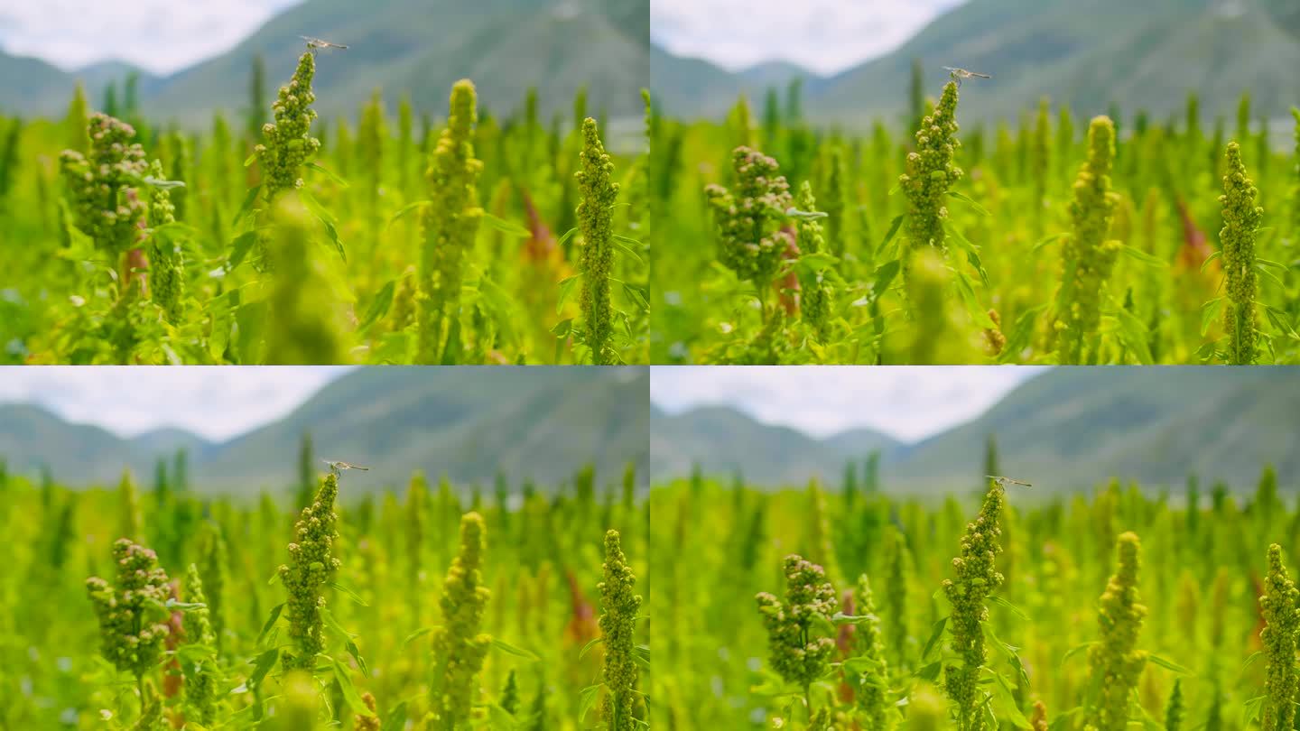 西藏藜麦 蜻蜓停在藜麦上 田间农田 藜麦