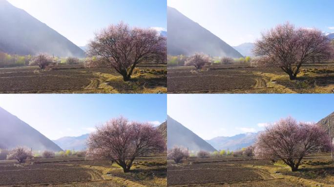 野桃花 山桃花 山谷里面的田园 耕地面积