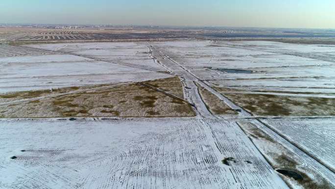 4k湿地小雪天鹅白鹭飞