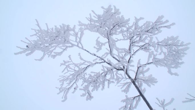 金鼎山雪景