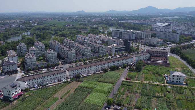 杭州 余杭 径山 花海 中午11