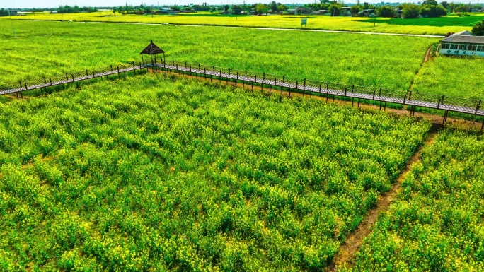 广汉·西高菜花