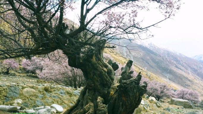 老木桩 木头木块 桃花沟 桃花谷 桃花村