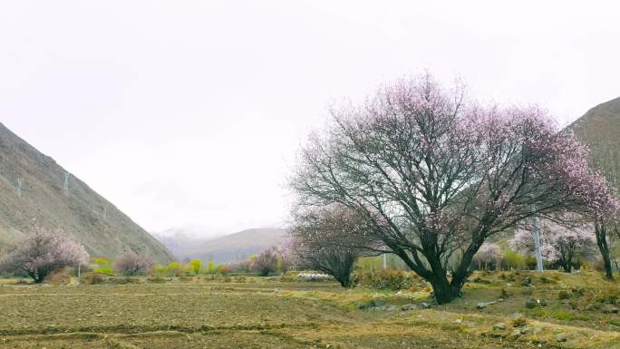 土地 泥土 野桃花 山桃花山谷里面的田园