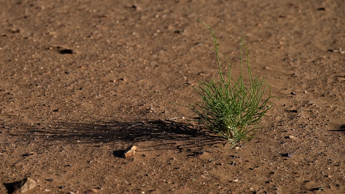 沙漠 植物 耐旱 耐寒 灌木小苗