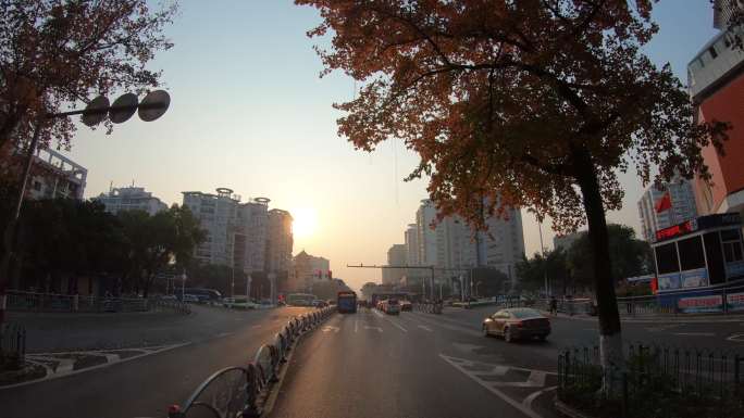 早晨日出时分城市道路两边的红枫