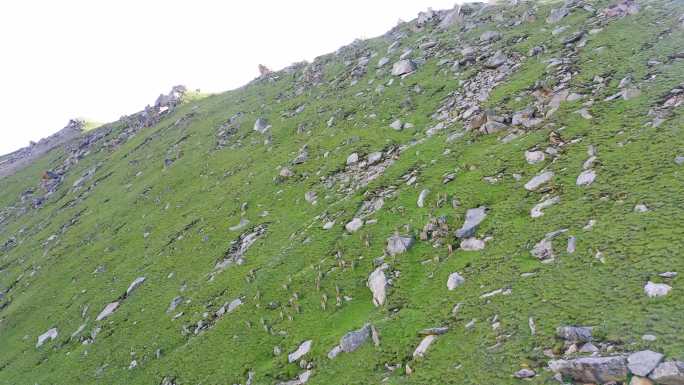 山地草原 岩羊奔跑 山羊奔跑 野生动物