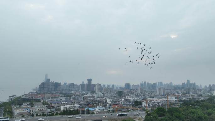 阴天城市上空一群鸟飞过城市飞鸟一群鸽子飞