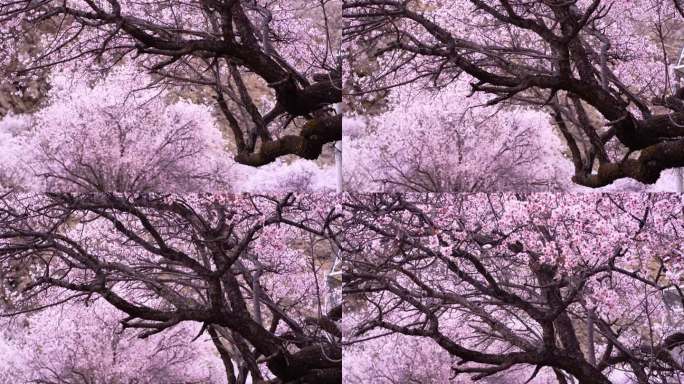 桃花村 花瓣 桃花花瓣 唯美花朵