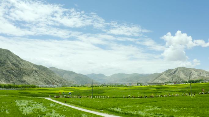 青稞田 依次队列行走 组织群众 藏族风俗