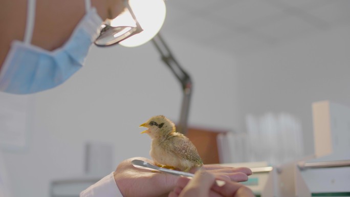 医学博士 医学 职业 激素 质量 生物学