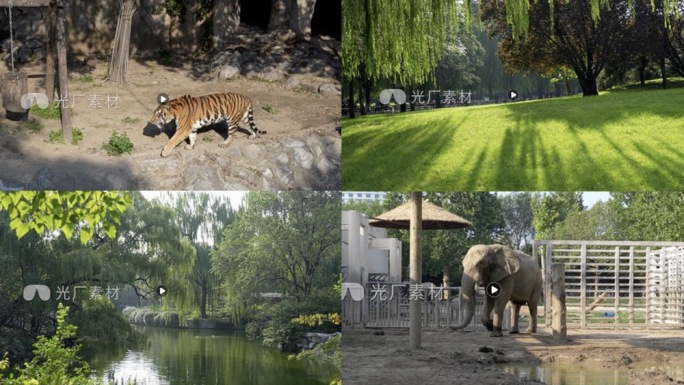 北京动物园光影树林氛围大象鸭子