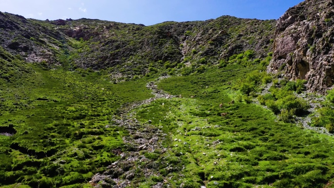 野生动物生存环境 生物多样性 高原 山地