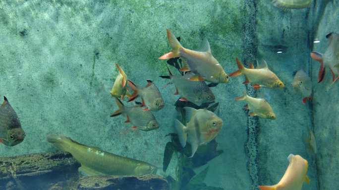 上海动物园里的水族馆