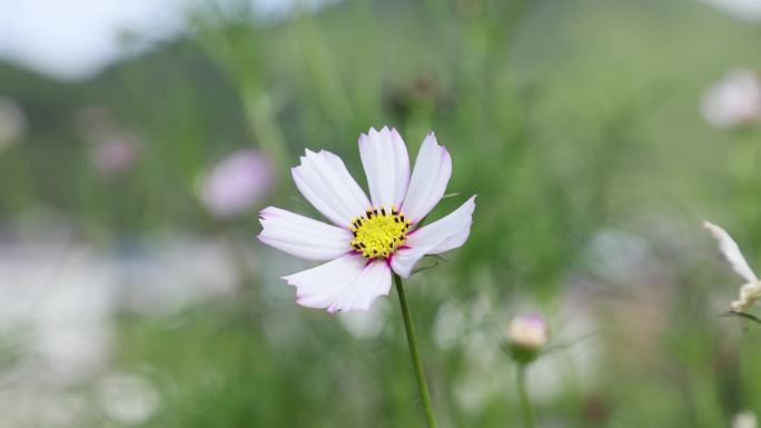 花朵 野花 郊区 农村 大自然 户外