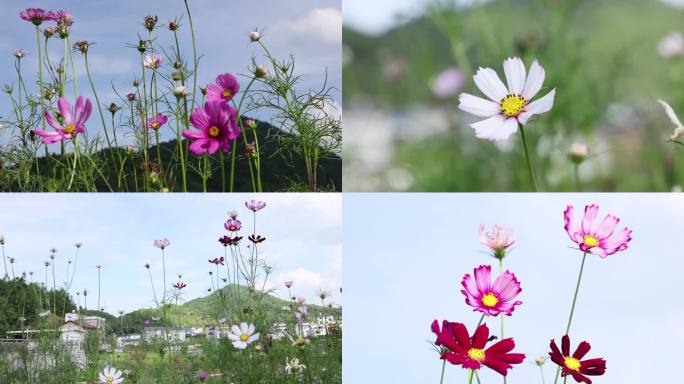 花朵 野花 郊区 农村 大自然 户外