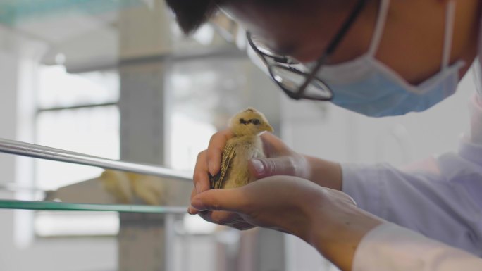 显微镜 生物化学 研究 生物技术体外受精