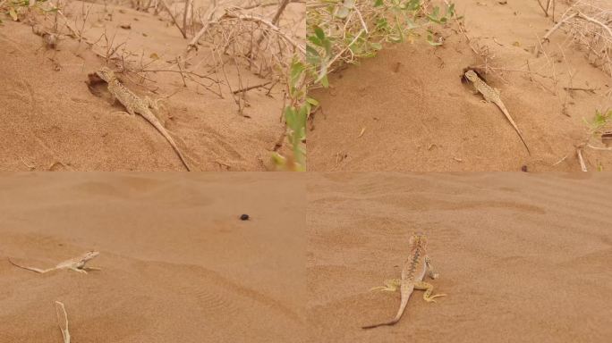 沙漠蜥蜴的活动