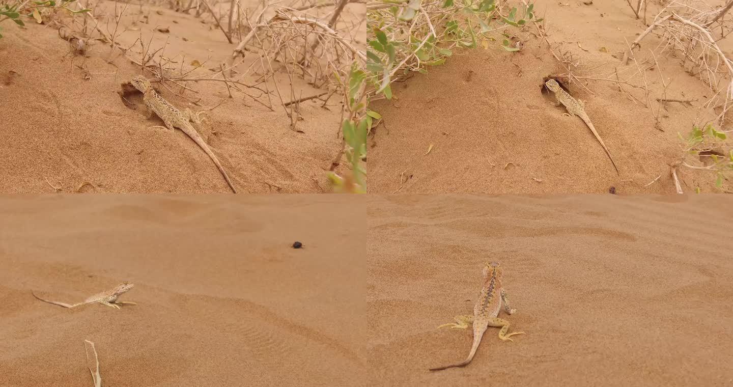 沙漠蜥蜴的活动