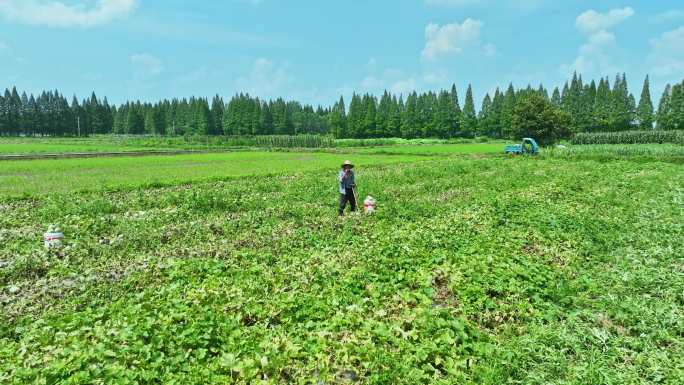 农民伯伯农忙时节