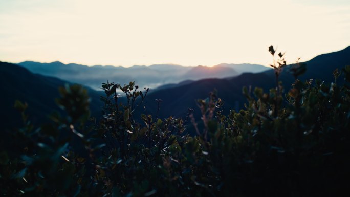 空镜远山阳光唯美植物