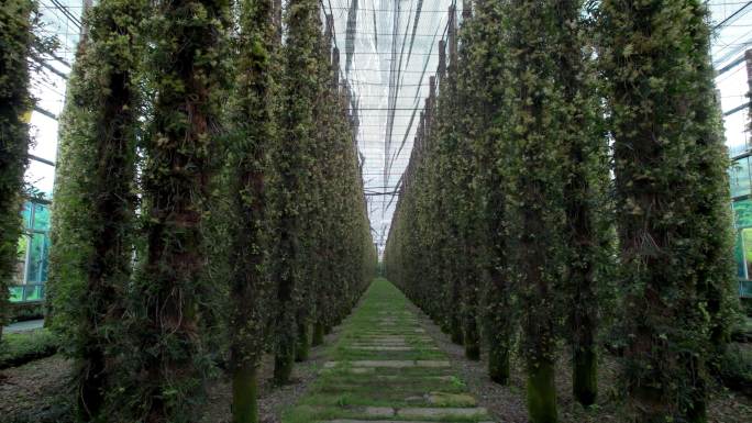 大型石斛种植基地