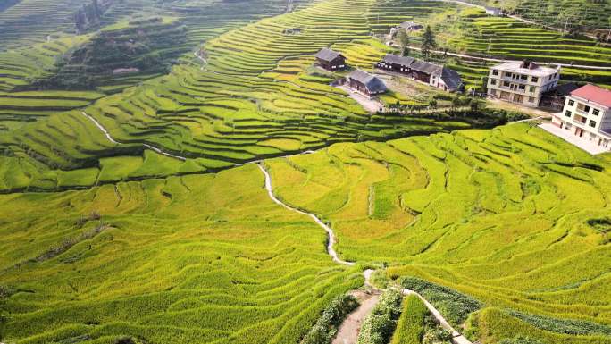 乡村振兴新农村农业山村农田芭蕉山梯田秋景