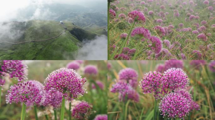 赫章韭菜坪、韭菜花视频素材4k