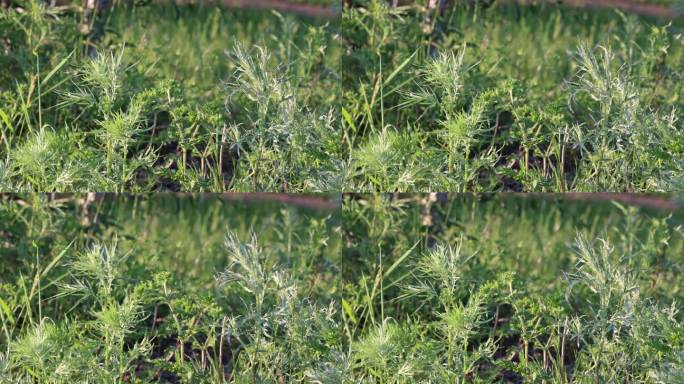 野生植物：艾蒿