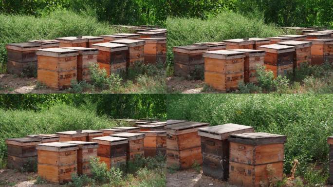 蜜蜂蜂箱