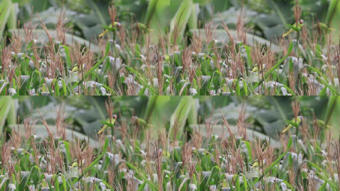 玉米天樱上的野生鹦鹉准备偷吃玉米