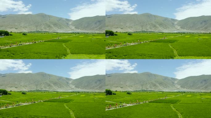 户外 蓝天白云 西藏农民 农民节日