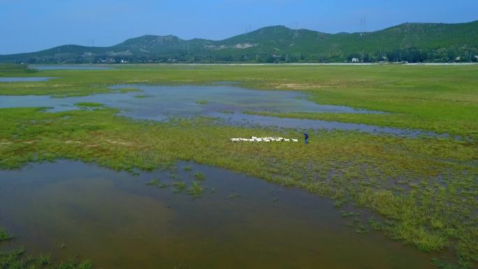 湖区放牧 湖区 白鹭 湿地 化家湖 淮北