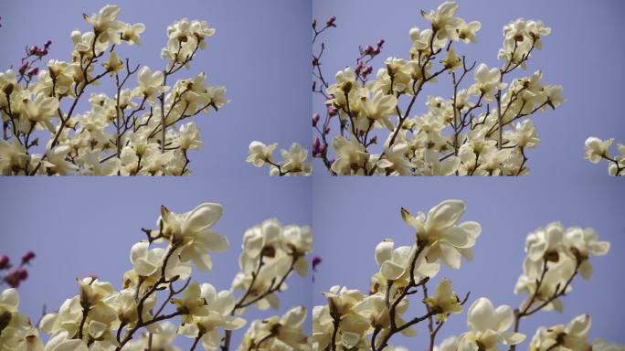 白色玉兰花朵