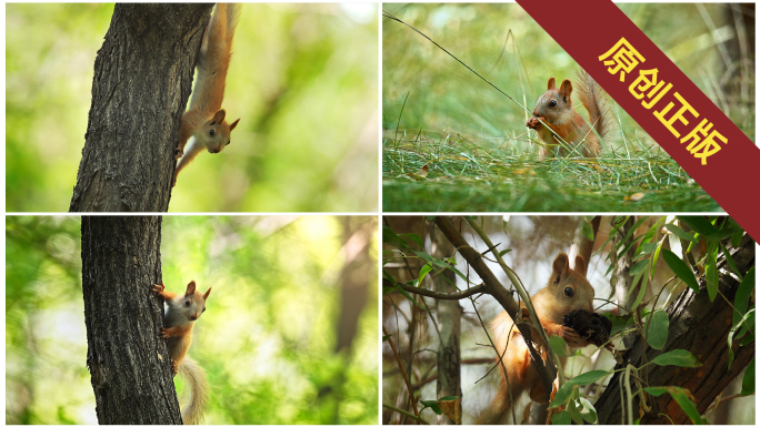 树林里嬉戏打闹吃食物的松鼠