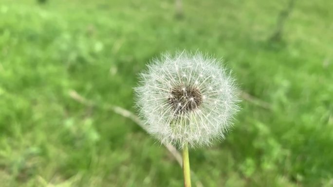 夏天 蒲公英 野花