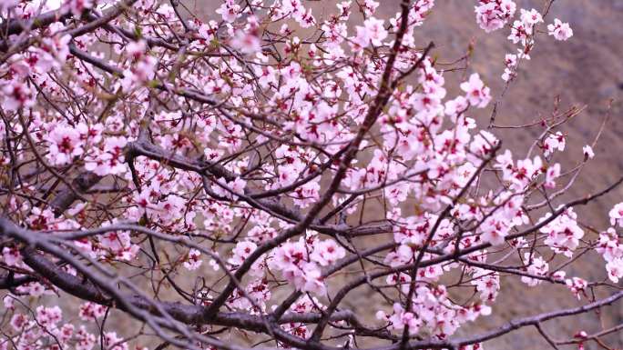 阳光透过花草 阳光透过花丛 阳光透过花瓣