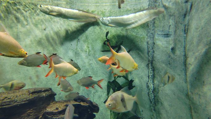 上海动物园里的水族馆
