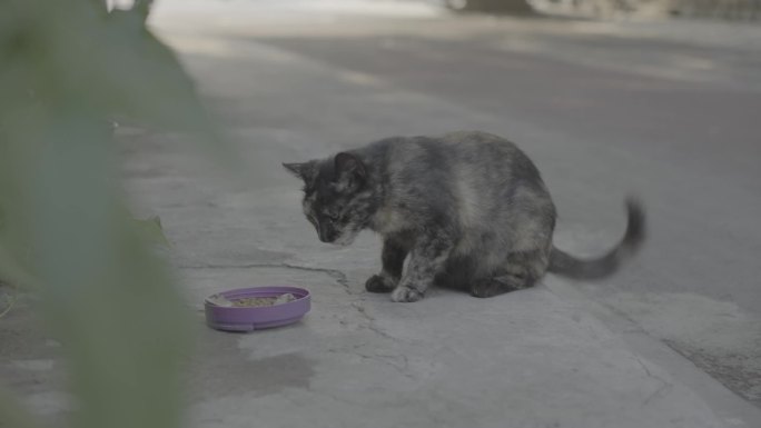 城市街头流浪猫 野猫 流浪动物