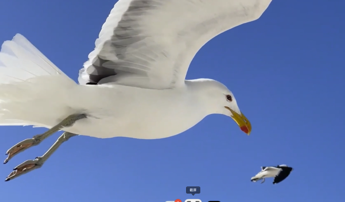 海鸟海鸥自由飞翔