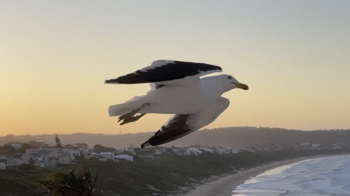 海鸟海鸥自由飞翔